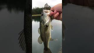 I Caught a Bass With a Fluke!! Quick Bass Release!