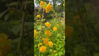 Yellow flowers