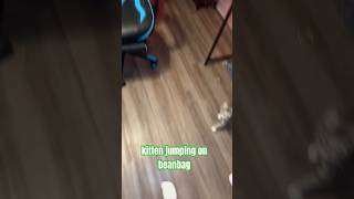 MY KITTEN JUMPING ON A BEANBAG