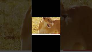 2023Heartbreaking! Male Lion Alone Fights With Ferocious Buffaloes To Protect Cub Only To G...