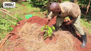 3 MULCHING COFFEE