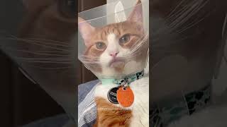 Cat in a cone #funnycat #funnycatsanddogsnew2023 #funncats #pets #funnycats #funnucats #catplay