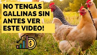 ¡Cuidado! Errores comunes al criar gallinas en casa