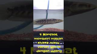 4 manfaat pemberian pakan udang untuk channa maru