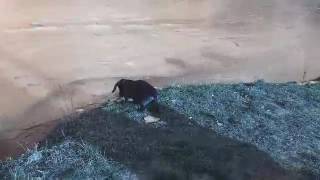 dachshund, Sausage dog plays with ice, такса играет с льдом,