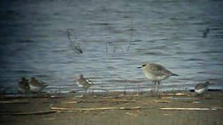 Grey Plovers and Dunlins