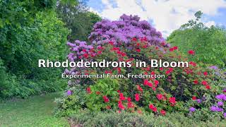 Rhododendrons in Bloom