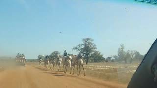 Camel caravan