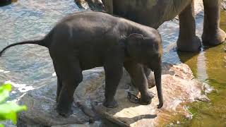 Elephants Taking a Dip at Pinnawala Orphanage 🐘 | Sri Lanka River Bathing