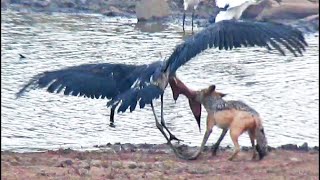 Jackal Kills Stork in an Epic Battle #shorts