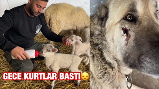 GECE KURT SÜRÜSÜ GELDİ PRENS KEÇi VE KANGAL ÇAVUŞ ÖLECEKTİ AKSİLİK ÜSTÜNE AKSİLİK🤦🏽‍♂️