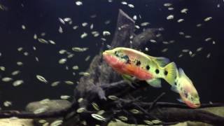 WC Hemichromis Fasciatus fry update - 073016