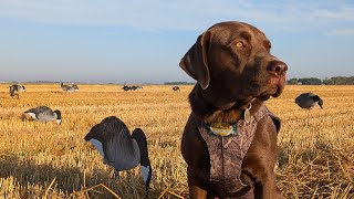 We Shoot Geese!! Denali Gets Her First Hunting Experience!!