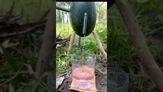 Survival Skills: SIMPLE but USEFUL with watermelon #camping #bushcraft #outdoors #useful