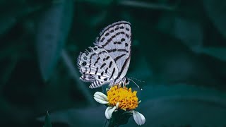 Beautiful Butterfly Series|Beauty Of Nature #shorts