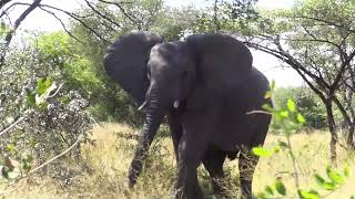 Young elephant bull challenging-Giving Back TV-S6