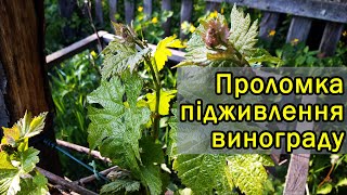 Проломка та підживлення після заморозків. Виноград 2020