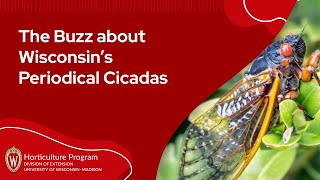 The Buzz about Wisconsin's Periodical Cicadas