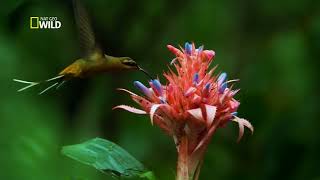 Brasil Selvagem Jóias da Selva | Documentário National Geographic