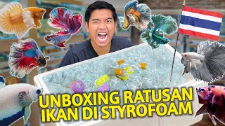 UNBOXING RATUSAN IKAN LANGSUNG DARI THAILAND DI STYROFOAM RAKSASA! BANYAK BANGET BETTA FISH LANGKA!