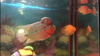 flower horn fish  big size for sell #ornamentalfish #colourfish #fish