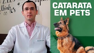 O que é catarata? E quais os prejuízos para o seu pet?