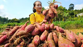 Harvest sweet potatoes goes to the market sell - Grow cucumbers  | Ly Thi Tam