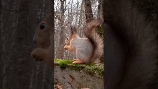 Бусинка немного перекусила 🍂🍁🌲🌳😋🌰🐿❤☔💦#белка #белочка #лесныежители #squirrel