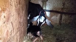 Cute nubian goat walking after 10 sec