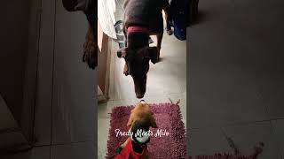 Beagle meets American Doberman |Fredy meets Milo|#Shorts