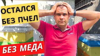 Остался без пчел и без меда. Обзор на 02 августа.