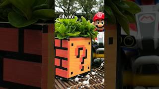 Succulents in Mario