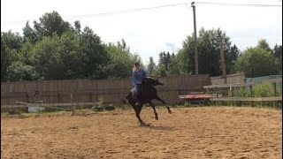 В каком возрасте заезжать лошадь