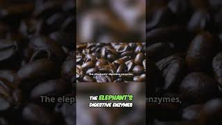 Discover Black Ivory Coffee: The Unique Elephant Processed Brew