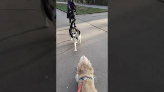 Sky with his semi-husky friend Bobo