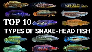 TOP 10 MOST BEAUTIFUL TYPES OF SNAKE-HEAD FISH