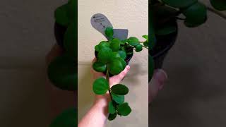 Check Out These Cool Peperomia