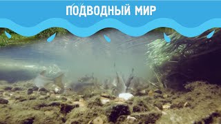 Подводный мир 2 сезон / Выпуск 2