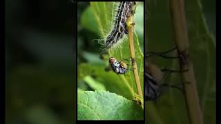 Female Fly planting parasite eggs #shorts #scary #scarystories