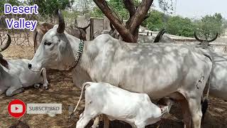 Mother Cow Emotional Moves || Cow Feeding Calf || Cow Calf