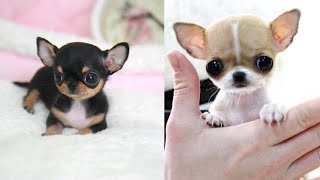 Chihuahua Welpis !