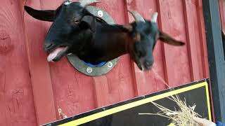 Feeding TWO goats through a hole in the wall!