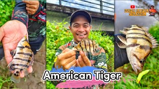 American Tiger | Target Spesis sudah Tercapai 2024