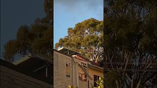 Cacatúas AUSTRALIANAS destruyen casas | Cockatoos are Literally destroying the House #Shorts #Short