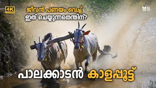 പാലക്കാട്ടുകാരുടെ കാളപ്പൂട്ട് - കുഴൽമന്നം | Kuzhalmannam | Cattle Race | Bull Race | Palakkad