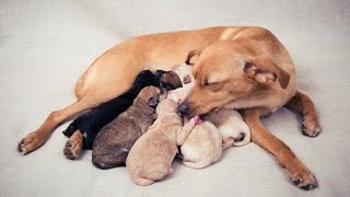 dog is giving birth to puppies | dog giving birth | newborn cute puppies |