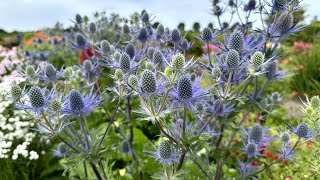 Eryngium 'Victory Blue' (sea holly) - FarmerGracy.co.uk