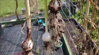 WORKING ON MY GARLIC SOME HAS SCAPES ON THEM