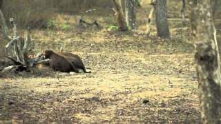 Tiger kills adult Gaur [New Footage]