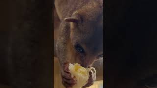 Kinkajou Eating Upside Down